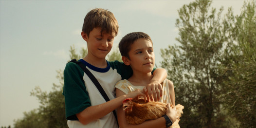 GALLINA / GALINHA